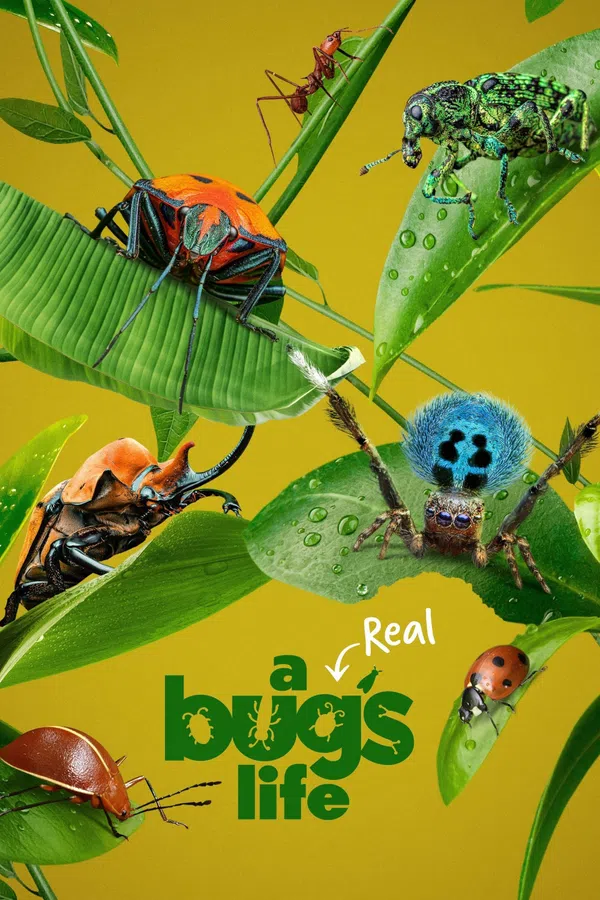Xem Phim A Real Bug's Life Vietsub HD Online
